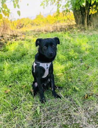 Blacky ein super liebes Kerlchen