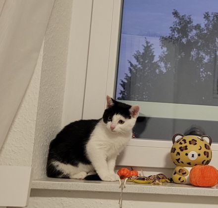 Liebe Mischlingskitten, 10 und 12 Wochen alt suchen zusammen ein Zuhause