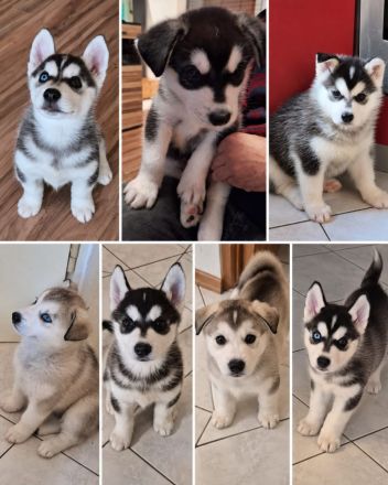 Süße Siberian-Husky-Welpen suchen liebevolle Familien