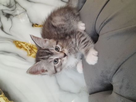 Wunderschöne Baby Katze MIX zu verkaufen