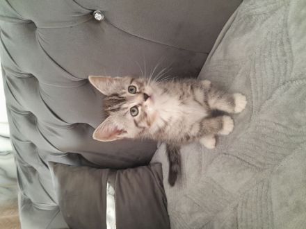 Wunderschöne Baby Katze MIX zu verkaufen
