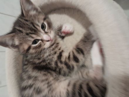 Wunderschöne Baby Katze MIX zu verkaufen