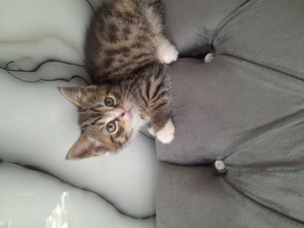 Wunderschöne Baby Katze MIX zu verkaufen