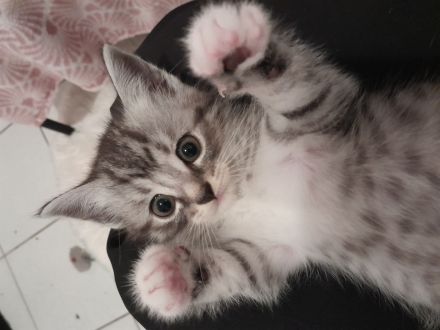 Wunderschöne Baby Katze MIX zu verkaufen