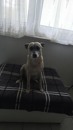 Liebe Schäferhund - Mix - Hündin