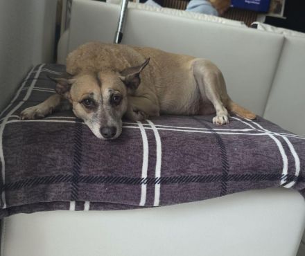 Liebe Schäferhund - Mix - Hündin