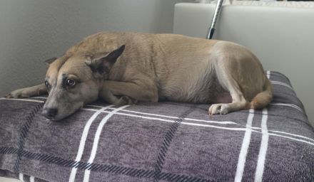 Liebe Schäferhund - Mix - Hündin