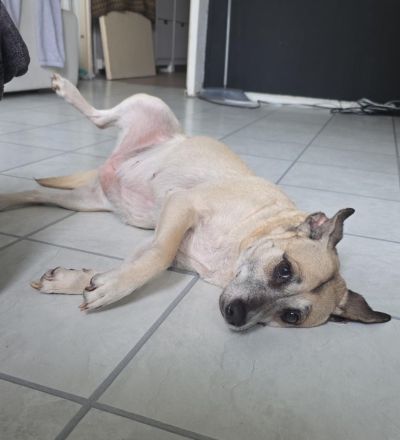 Liebe Schäferhund - Mix - Hündin