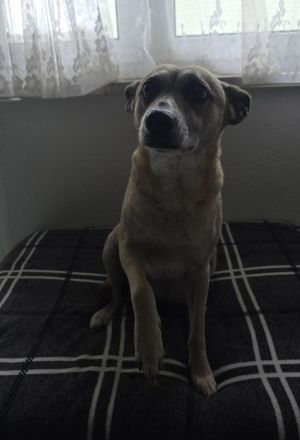 Liebe Schäferhund - Mix - Hündin