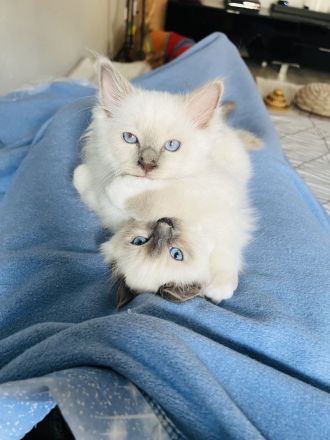 Heilige Birma Siam Blue point