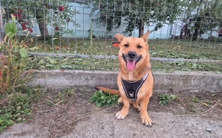 Liebenswerte, sanfte Emma sucht ihre Menschen