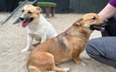 Liebenswerte, sanfte Emma sucht ihre Menschen
