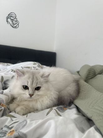 Wunderschöne Britisch kurzhaar Kitten BLH abzugeben