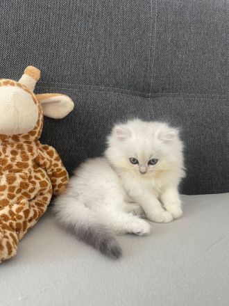 Wunderschöne Britisch kurzhaar Kitten BLH abzugeben
