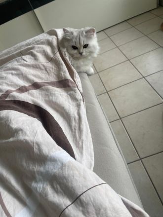 Wunderschöne Britisch kurzhaar Kitten BLH abzugeben
