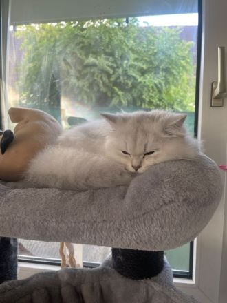 Wunderschöne Britisch kurzhaar Kitten BLH abzugeben