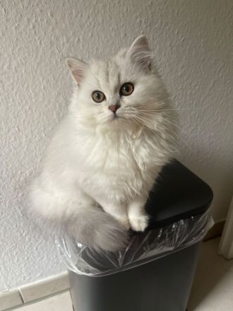 Wunderschöne Britisch kurzhaar Kitten BLH abzugeben