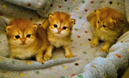 3 wunderschöne BKH black golden flaxen