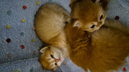 3 wunderschöne BKH black golden flaxen