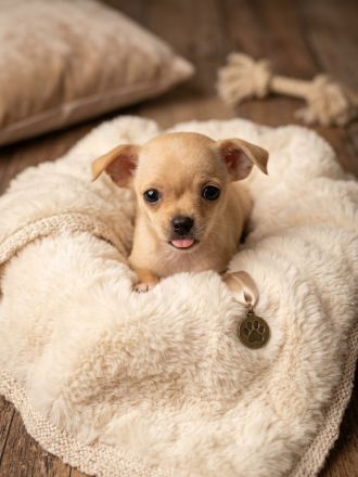 🐶 Zauberhafte Chihuahua-Welpen suchen ein liebevolles Zuhause ❤️🐾