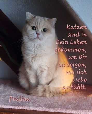 BKH Katzenladys Geschwisterpaar möchten ihr neues Zuhause bereichern, Hunde gewohnt!