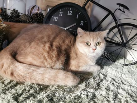 BKH Katzenladys Geschwisterpaar möchten ihr neues Zuhause bereichern, Hunde gewohnt!
