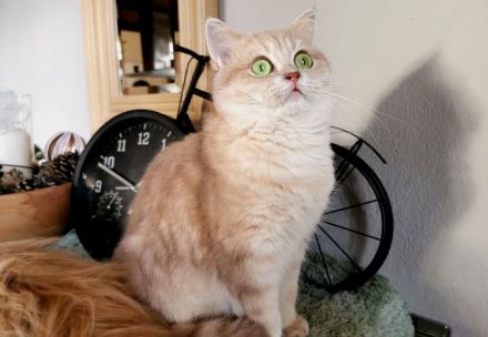 BKH Katzenladys Geschwisterpaar möchten ihr neues Zuhause bereichern, Hunde gewohnt!
