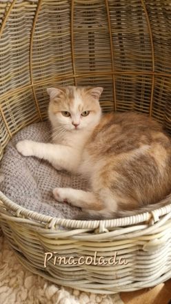 BKH Katzenladys Geschwisterpaar möchten ihr neues Zuhause bereichern, Hunde gewohnt!