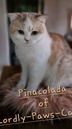 BKH Katzenladys Geschwisterpaar möchten ihr neues Zuhause bereichern, Hunde gewohnt!