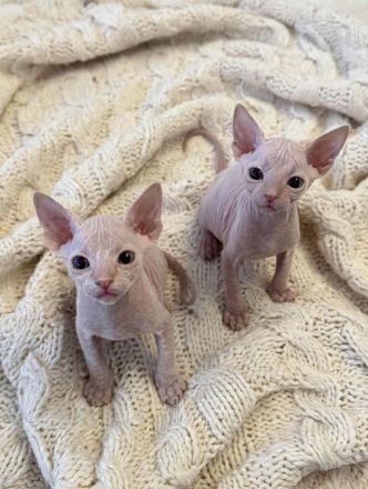 Donskoy/Don Sphynx