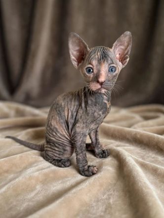Donskoy/Don Sphynx