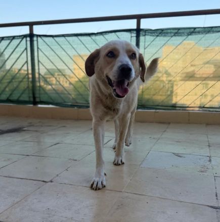 Ariane🐾
