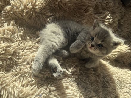 Wunderschöne bkh kitten abzugeben