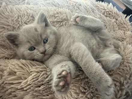 Wunderschöne bkh kitten abzugeben