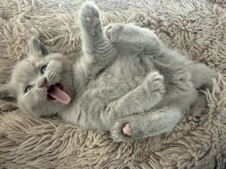 Wunderschöne bkh kitten abzugeben