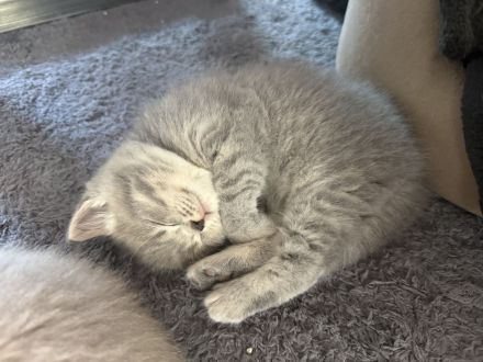 Wunderschöne bkh kitten abzugeben