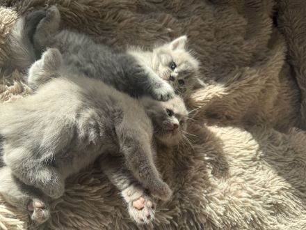 Wunderschöne bkh kitten abzugeben