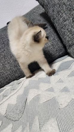Baby katze