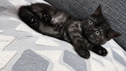 Baby katze
