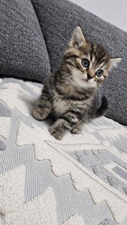 Baby katze