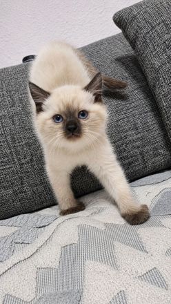 Baby katze