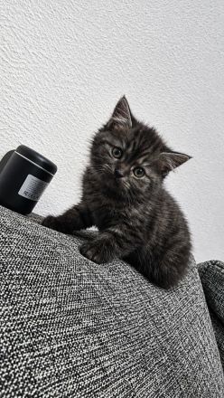Baby katze