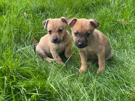 Süßen Zwergpinscher Mix Welpen