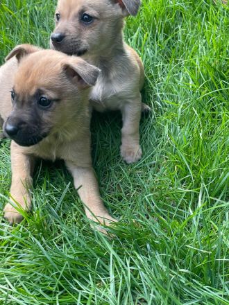 Süßen Zwergpinscher Mix Welpen