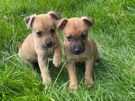 Süßen Zwergpinscher Mix Welpen