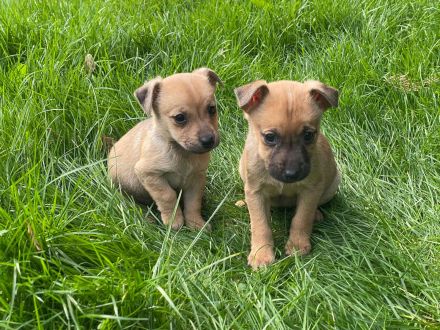Süßen Zwergpinscher Mix Welpen