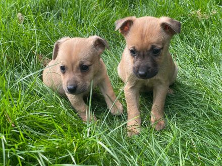 Süßen Zwergpinscher Mix Welpen