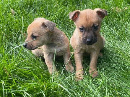Süßen Zwergpinscher Mix Welpen