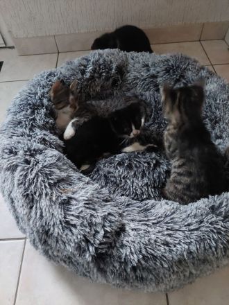 4 Katzenbabys suchen ein liebevolles Zuhause