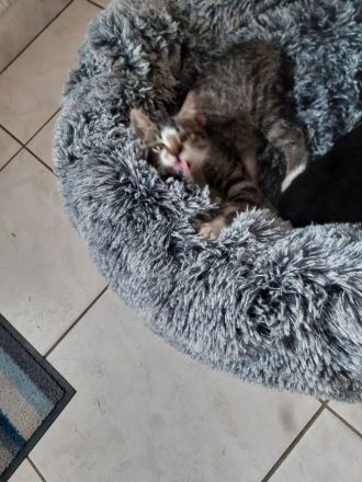 4 Katzenbabys suchen ein liebevolles Zuhause